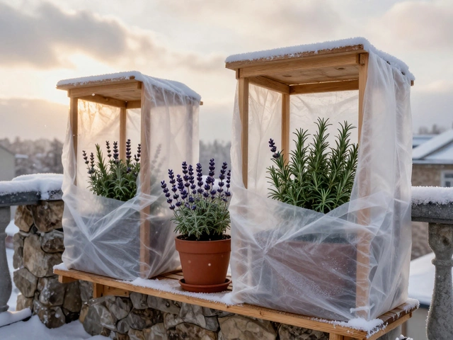 Можно ли оставлять горшечные растения на улице зимой? Ответы для садоводов в Калининграде