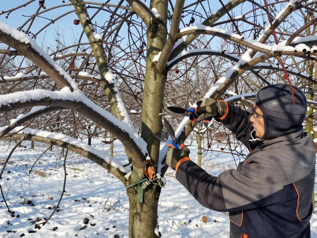 Можно ли обрезать деревья в январе: правила и ошибки садоводов