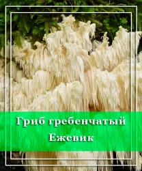 Гриб гребенчатый ежевик: польза и способы употребления